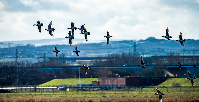 Ducks at Burton wetlands