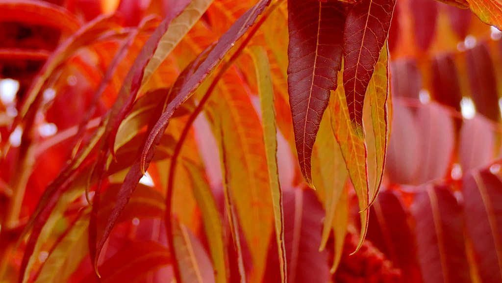 L'arbre de feu...