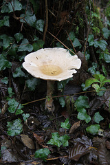 Woodland fungi