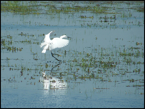 egret in the water meadow