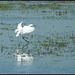 egret in the water meadow