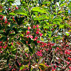 Gewöhnlicher Spindelstrauch (Pfarrerkapperl) [Euonymus europaeus]