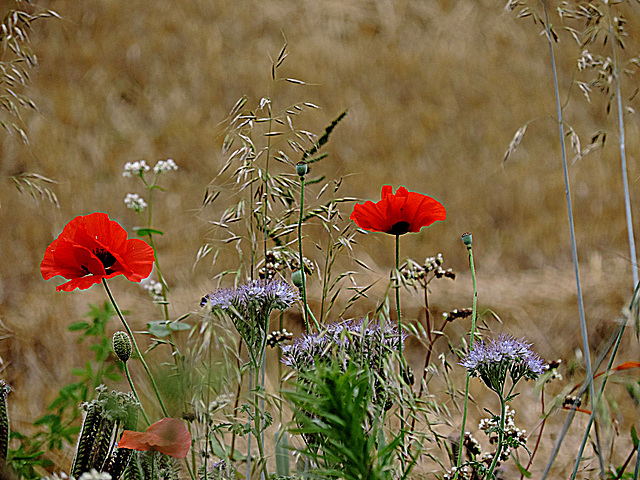 Between Grasses