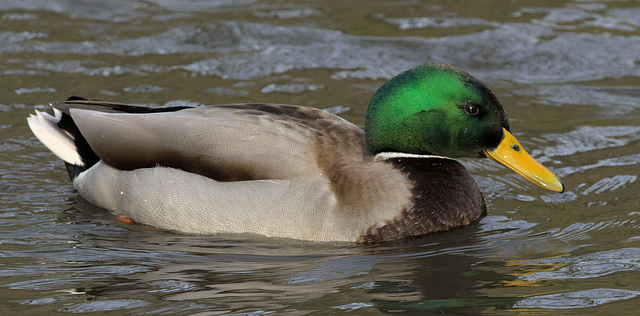 5T2A0205-CR3 DxO DeepPRIME -1Duckv3