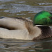 5T2A0205-CR3 DxO DeepPRIME -1Duckv3