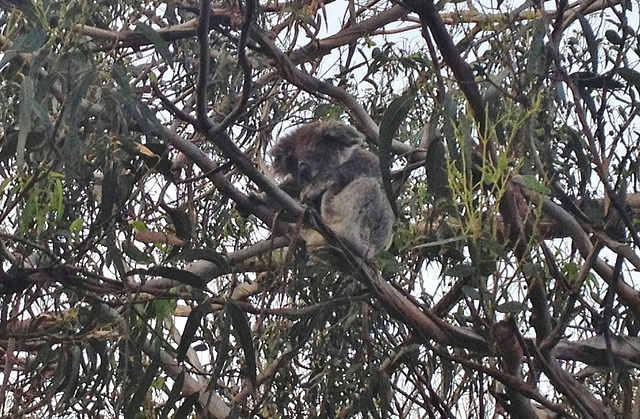 Otway koalas