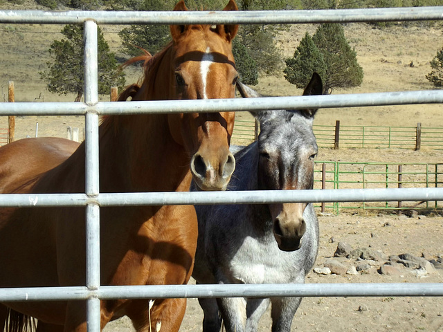 "Ma'am, if you let us out we'll give you a ride."