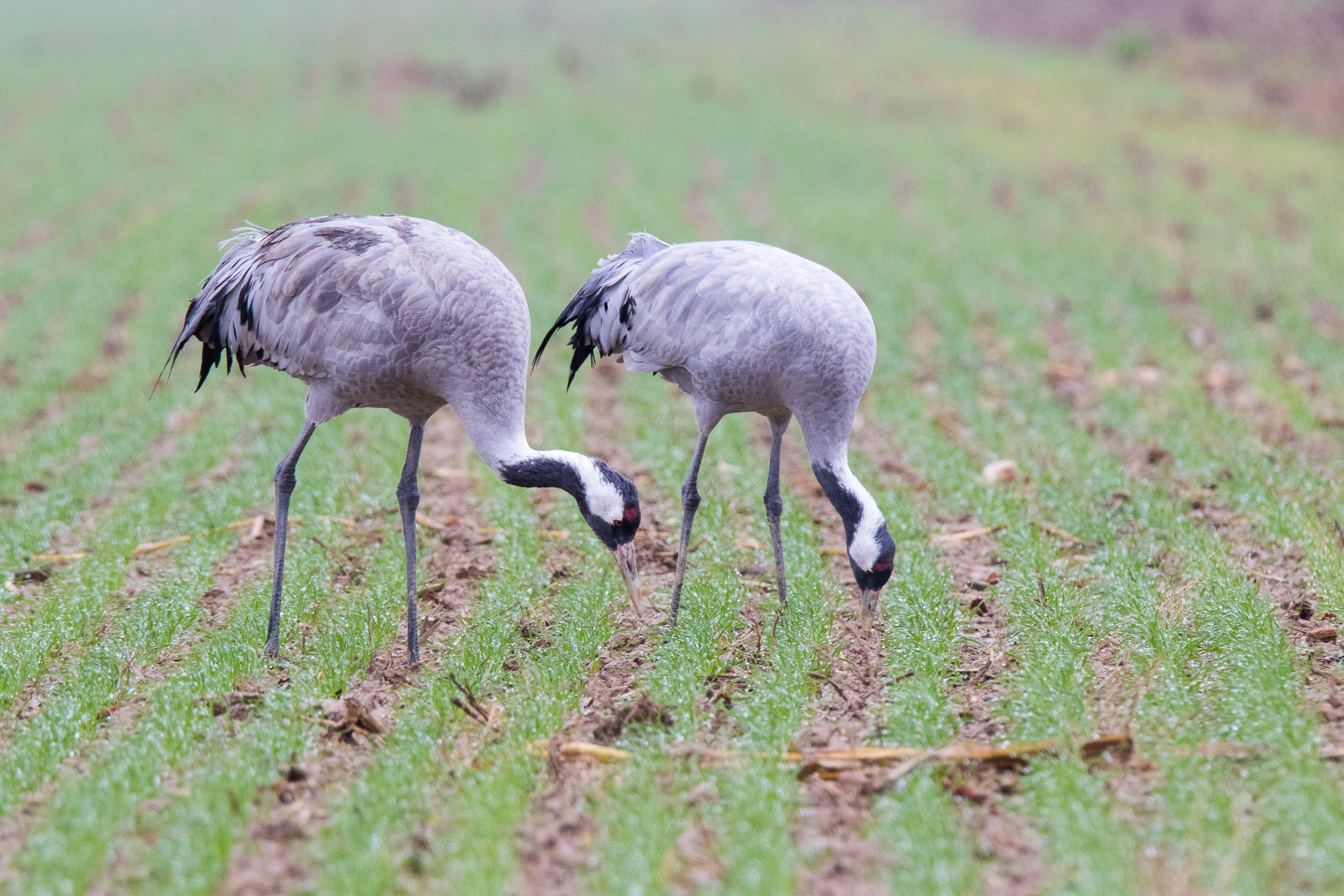 Grues au gagnage