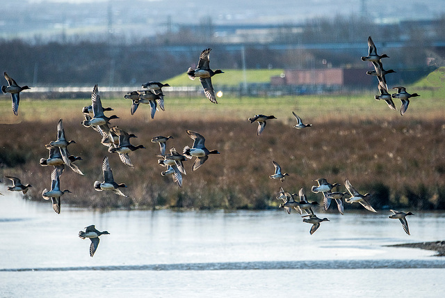 Ducks in a panic as a peregrine falcon passes Burton Wetlands