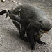 20190907 5927CPw [D~HRO] Primat, Zoo, Rostock