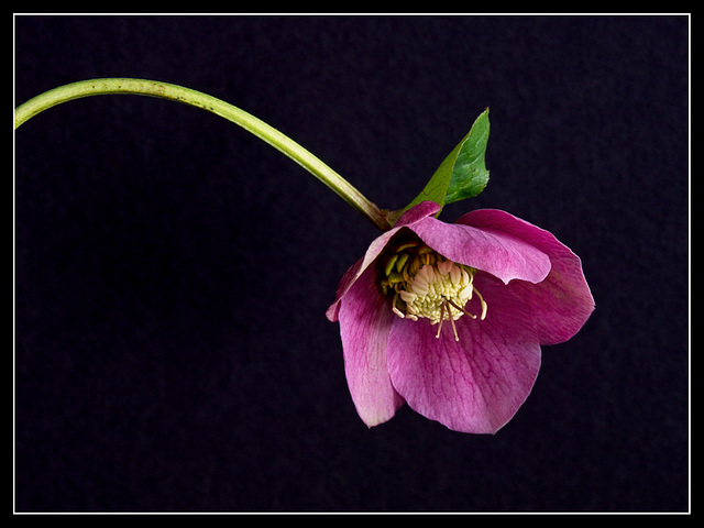 Pink Hellebore