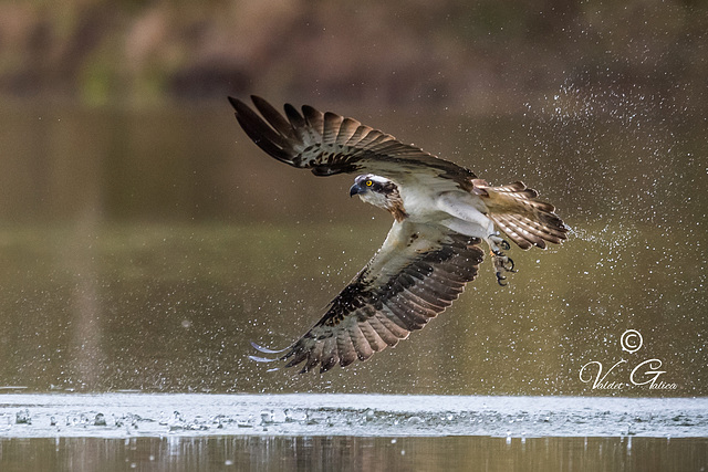 Balbuzard pêcheur - Loiret 2021