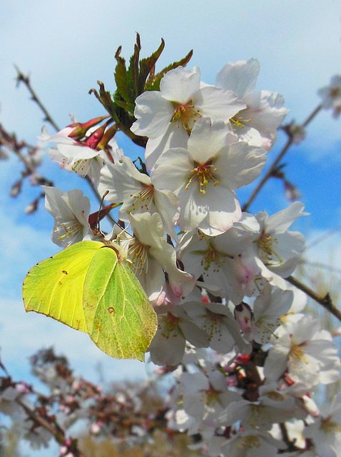 Früher Besucher