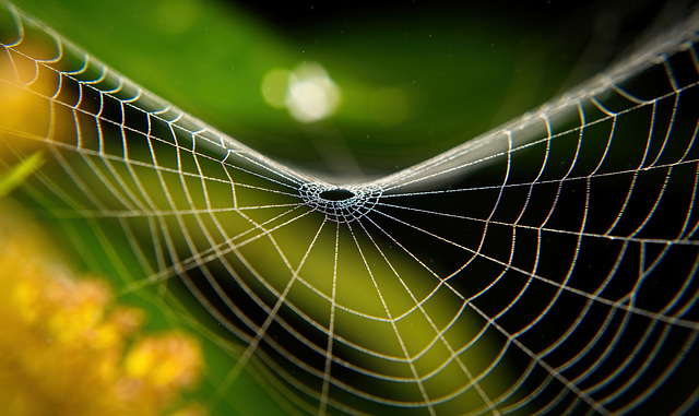 Verschiedene Blickwinkel in ein Spinnennetz :))  Different angles into a spider web :))  Différents angles dans une toile d'araignée :))