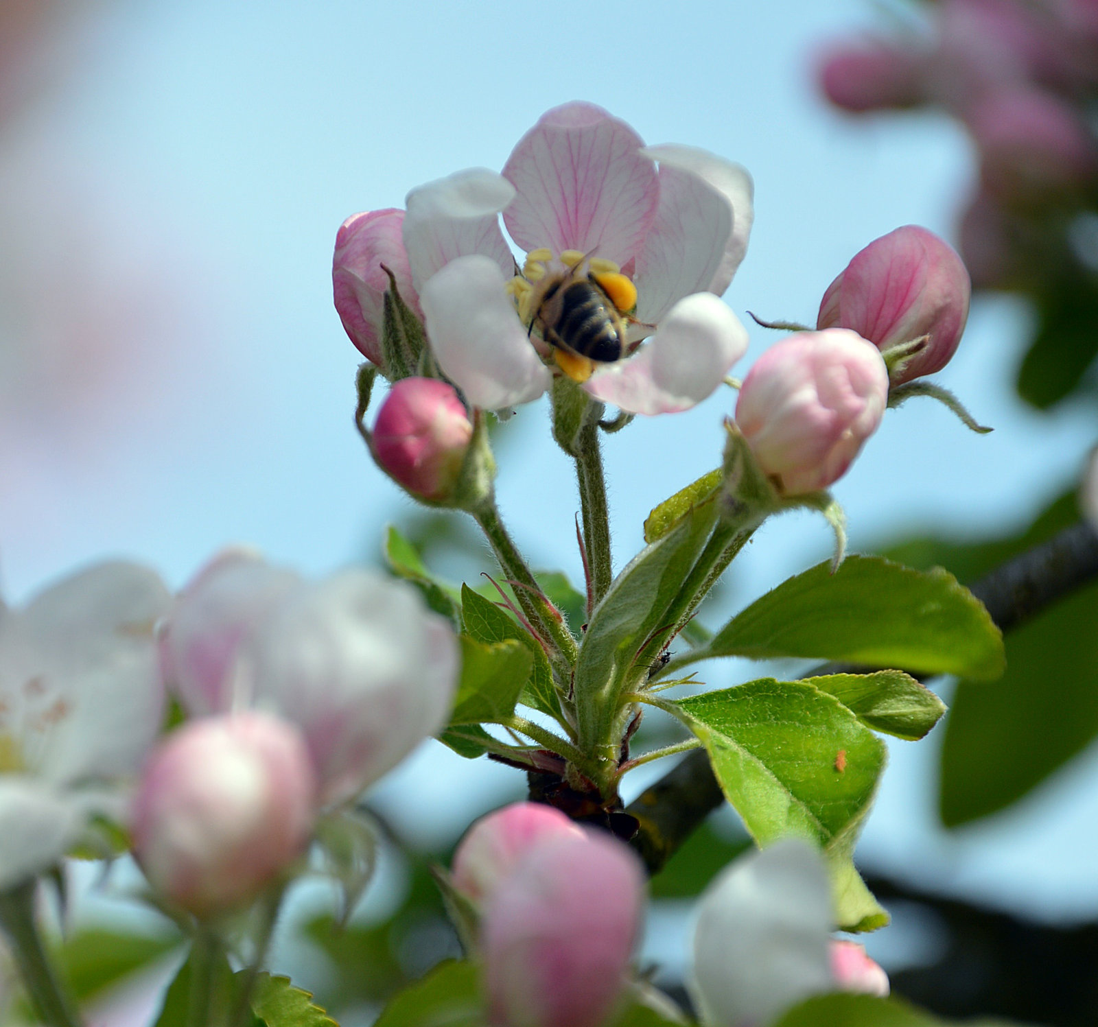 Biene auf Apfelblüte