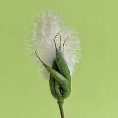 Feather on Aquilegia Seed Pods