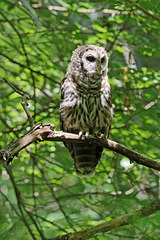Barred owl