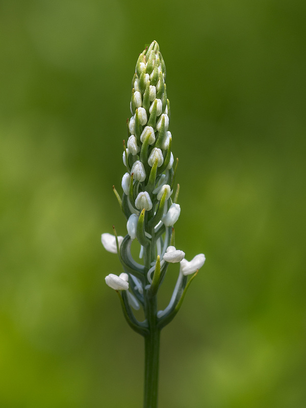 Gymnadeniopsis nivea (Snowy orchid)