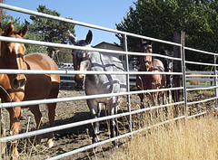 Greeting from horses and mules