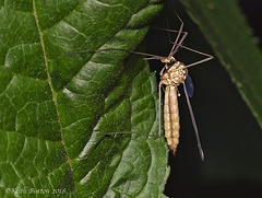 Crane Fly (2)