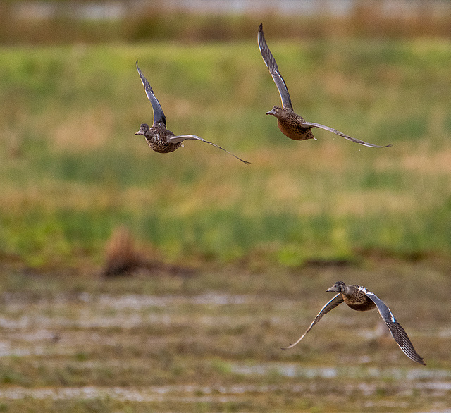 Ducks in flight.6jpg