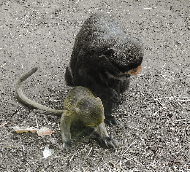 20190907 5928CPw [D~HRO] Primat, Zoo, Rostock