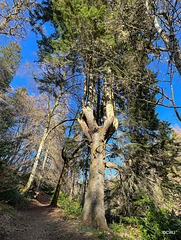 The Candleabra tree on the banks of the River Dorback