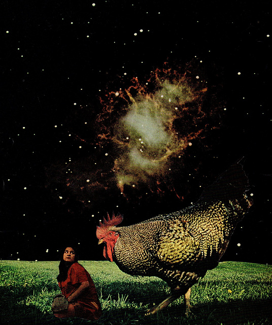 Cock Of The Walk