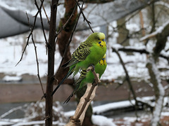 Farbtupfer im Schnee