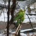 Farbtupfer im Schnee