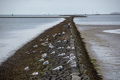 20140907 4813VRAw [NL] Möwe, Ente, Kormoran, Terschelling