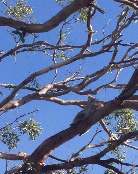 Otway koala