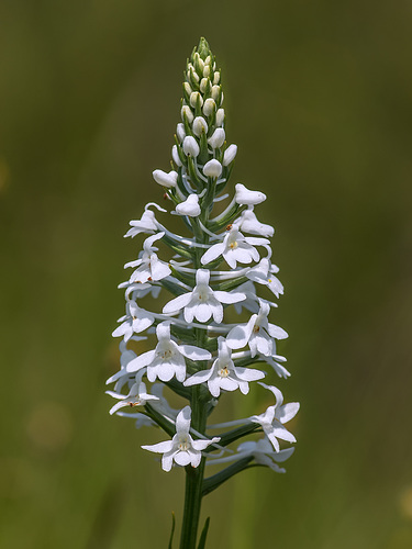 Gymnadeniopsis nivea (Snowy orchid)