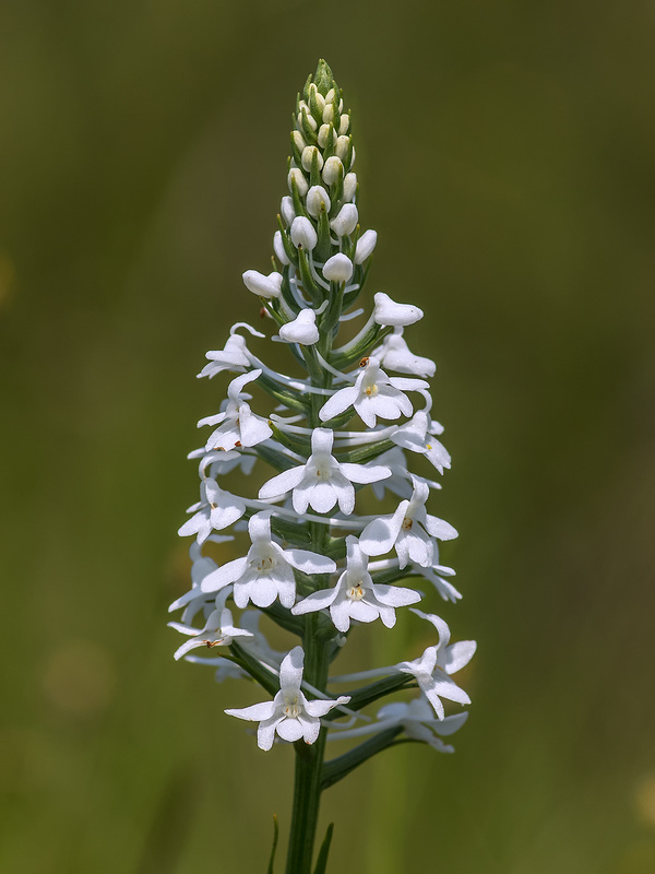 Gymnadeniopsis nivea (Snowy orchid)