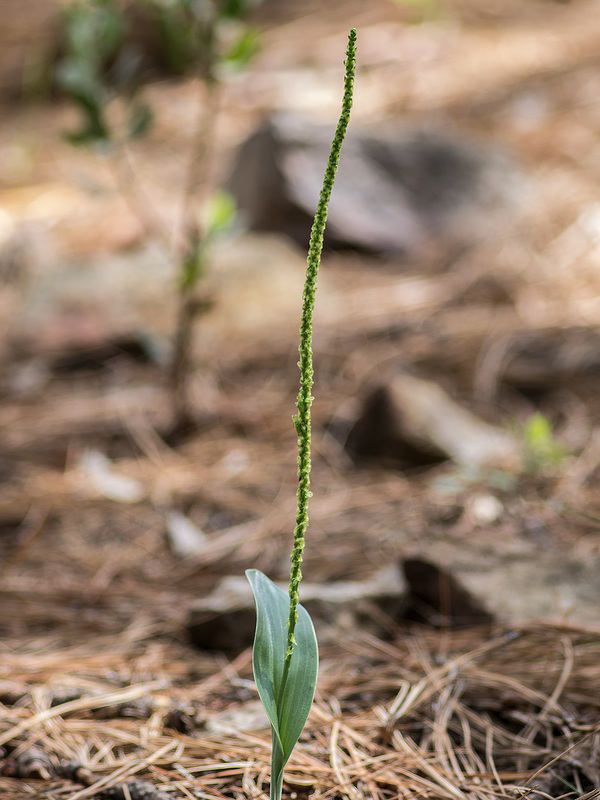 Malaxis soulei (Chiricahua Adder's-mouth orchid)