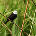 White-headed Marsh-Tyrant, Nariva Swamp afternoon