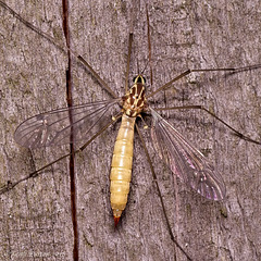 Crane Fly (1)