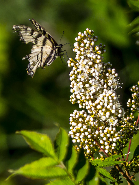 Swallowtail Missing Some Wing