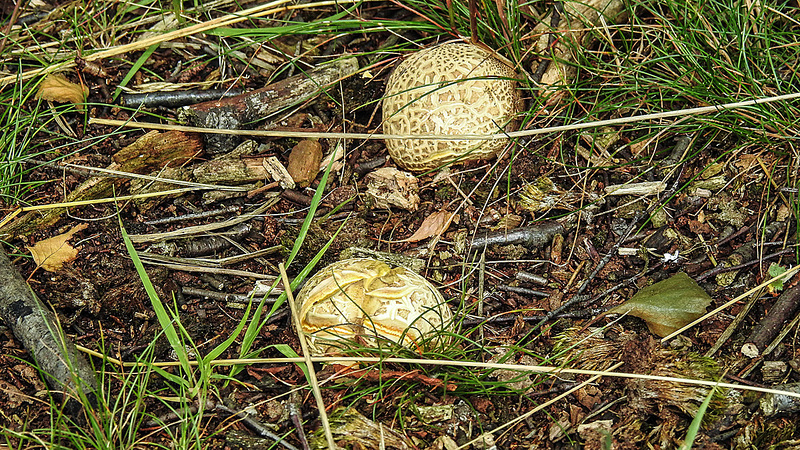 20180617 4042CPw [D~MI] Pilz, Großes Torfmoor, Hille