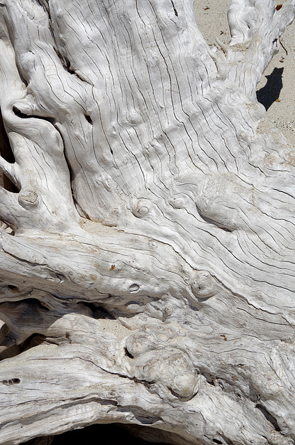 Bleached driftwood