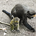 20190907 5929CPw [D~HRO] Primat, Zoo, Rostock