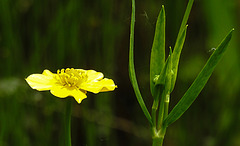 20210609 0675CPw [D~LIP] Teichblume, UWZ, Bad Salzuflen