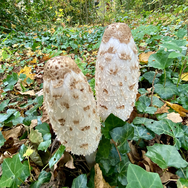 Mushrooms – Shaggy Ink Cap