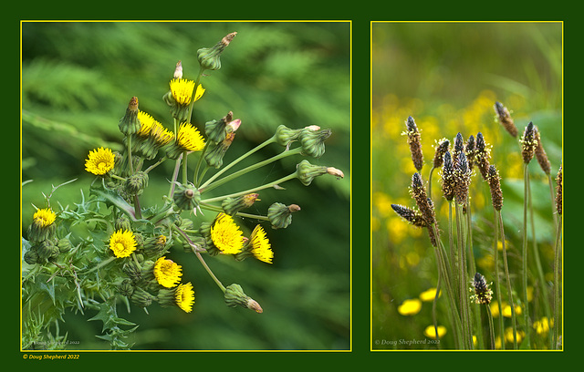 Yellows and Greens (2 x PiPs)