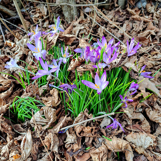 Krokus (Crocus)