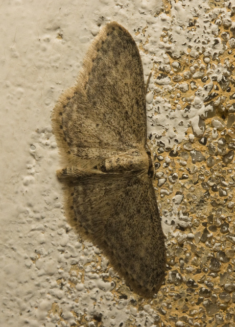 IMG 9461 Moth