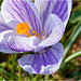 Crocuses 2025 08 Crocuses 2025 08