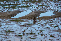 20140907 4812VRAw [NL] Steinwälzer (Arenaria interpres), Ente, Watt, Terschelling