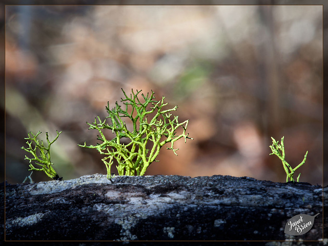 63/366: Glowing Green Fruticose Lichen