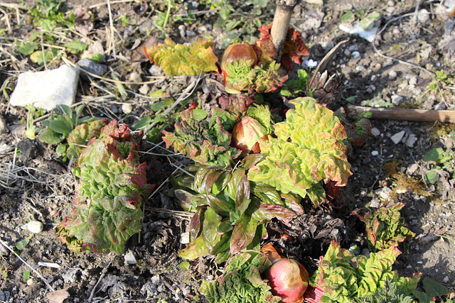 rhubarbe  jeune pousse